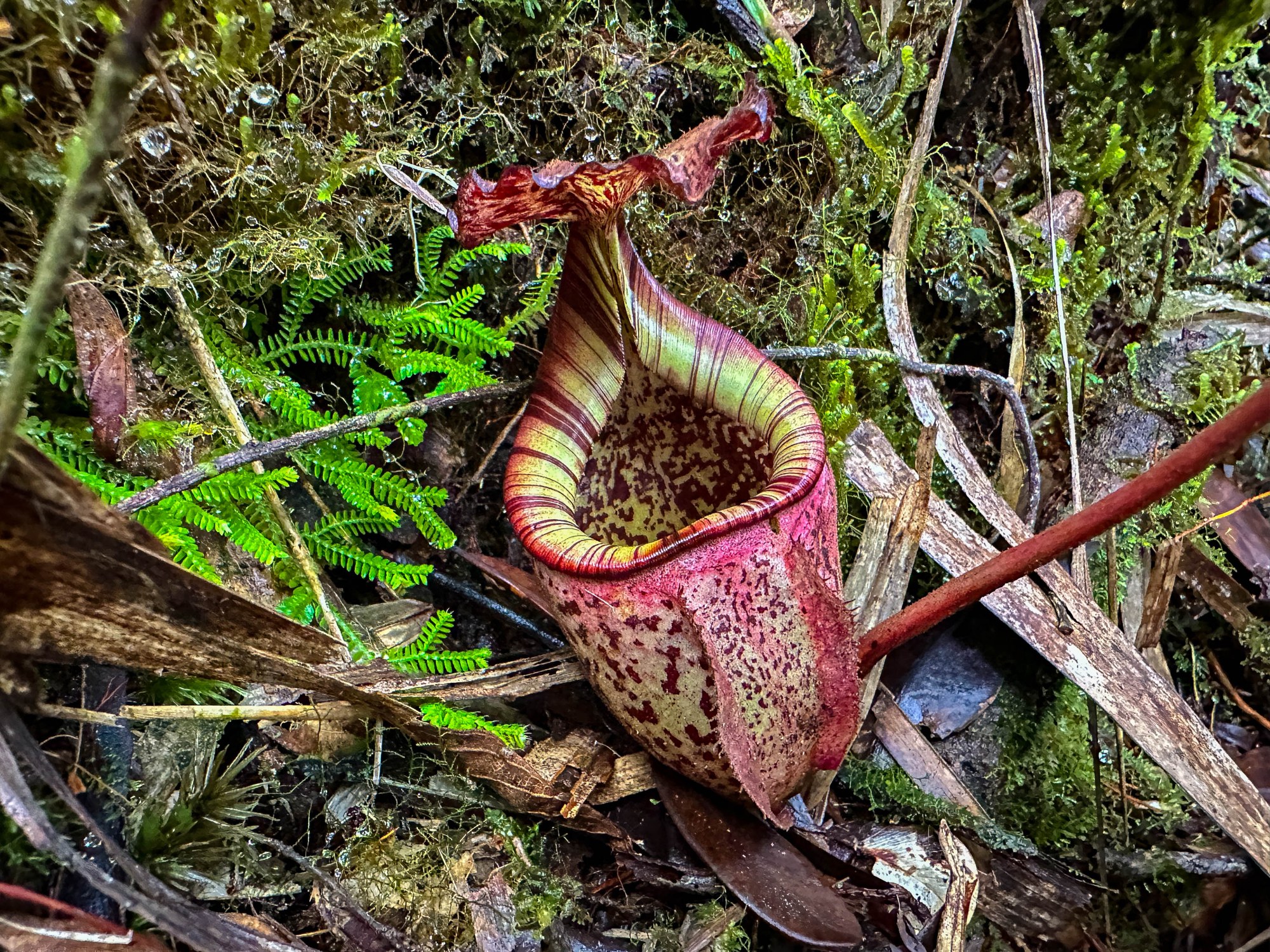 ボルネオの自生地で見たネペンテスの捕虫袋