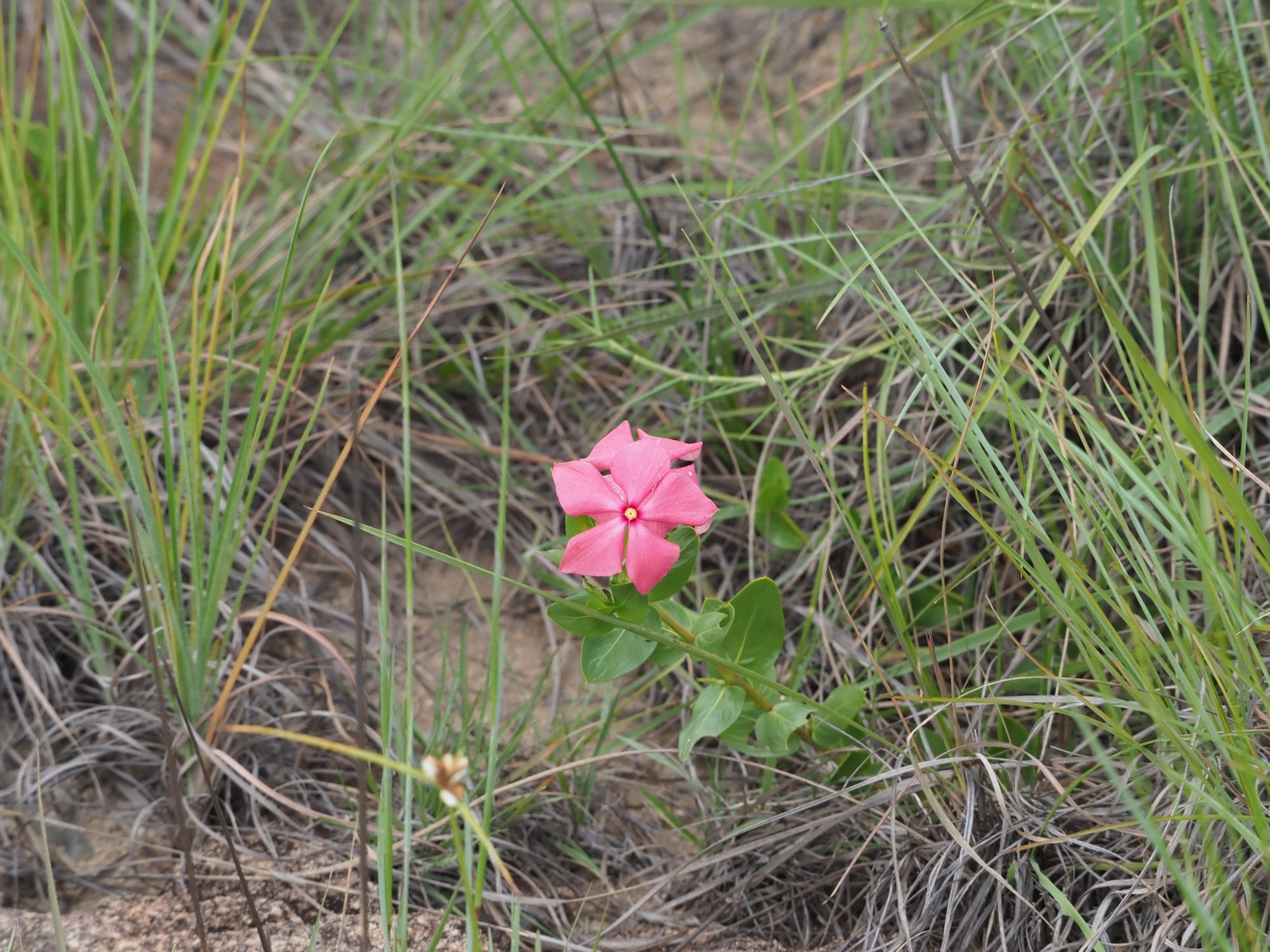 マダガスカルの草の間に咲くピンク色の花